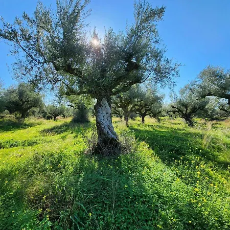 Filia Filia (Trikala)